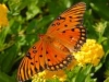www.butterfliesabound.com