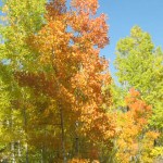 0011 150x150 Autumn in Colorado ~