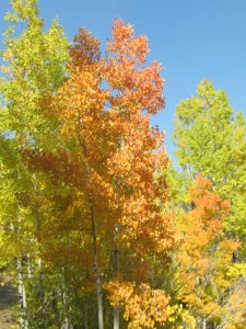 IMG 0957 225x300 Autumn in Colorado