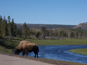 100 2381 300x225 Buffalo in Yellowstone
