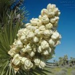 images1 150x150 Desert Blooms ~