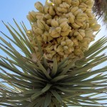 joshua tree bloom 1 4 3 r541 c540 150x150 Desert Blooms ~