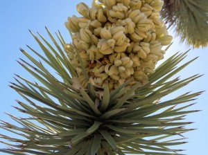 joshua tree bloom 1 4 3 r541 c540 300x224 joshua tree bloom 1 4 3 r541 c540