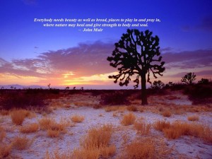 joshua tree sunset  mojave desert  california 300x225 Desert Blooms ~