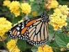 www.butterfliesabound.com